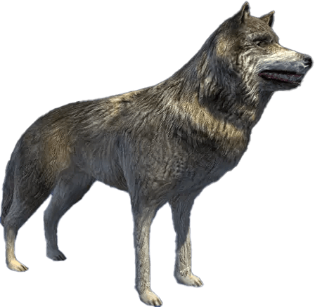 Modèle 3D d'un loup